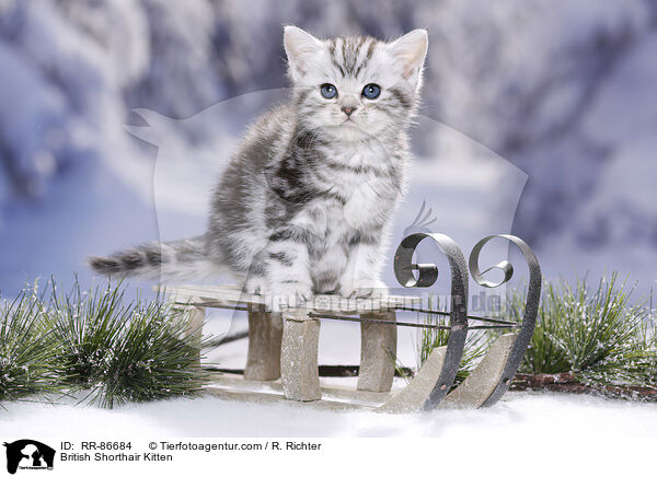 Britisch Kurzhaar Ktzchen / British Shorthair Kitten / RR-86684