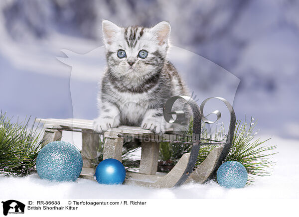 Britisch Kurzhaar Ktzchen / British Shorthair Kitten / RR-86688