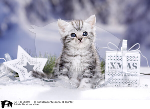 British Shorthair Kitten / RR-86697