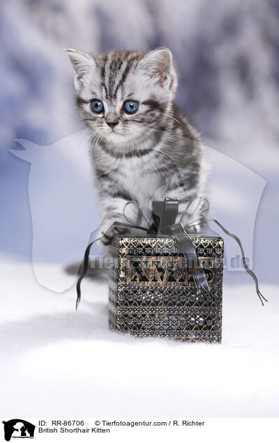 Britisch Kurzhaar Ktzchen / British Shorthair Kitten / RR-86706
