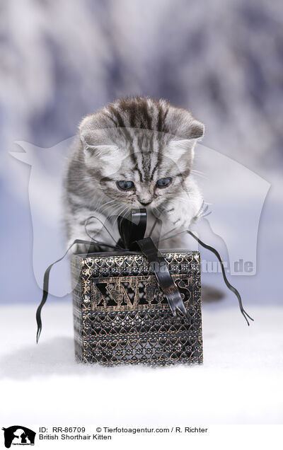 Britisch Kurzhaar Ktzchen / British Shorthair Kitten / RR-86709