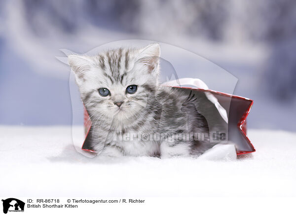 Britisch Kurzhaar Ktzchen / British Shorthair Kitten / RR-86718