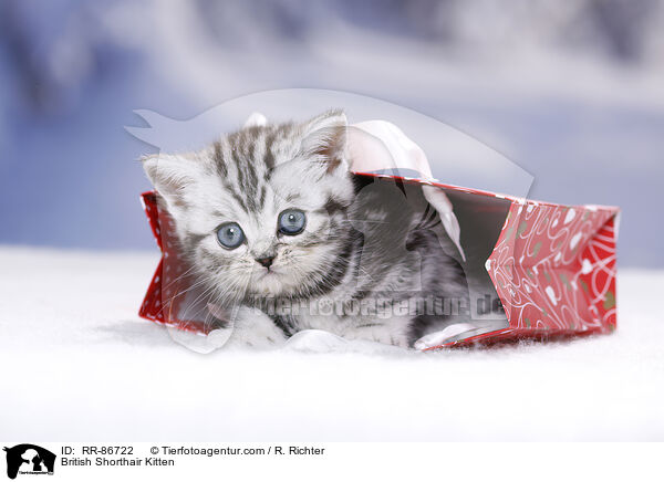 Britisch Kurzhaar Ktzchen / British Shorthair Kitten / RR-86722