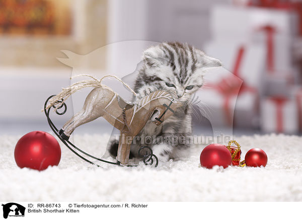 Britisch Kurzhaar Ktzchen / British Shorthair Kitten / RR-86743