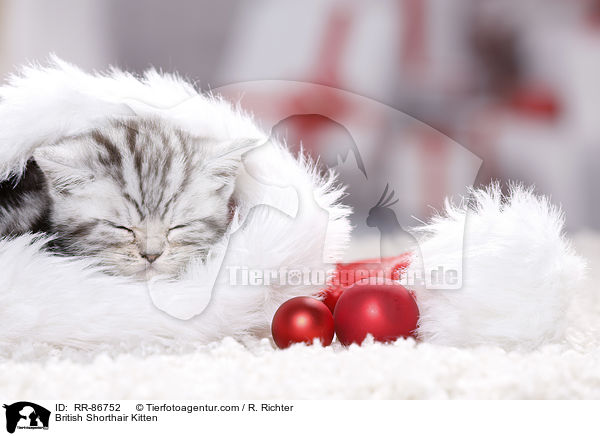 Britisch Kurzhaar Ktzchen / British Shorthair Kitten / RR-86752