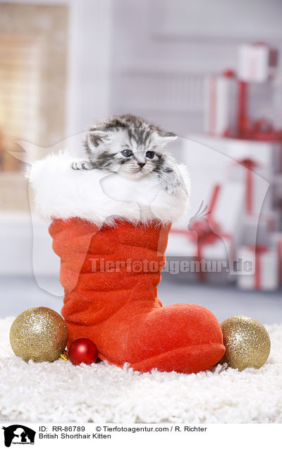 Britisch Kurzhaar Ktzchen / British Shorthair Kitten / RR-86789
