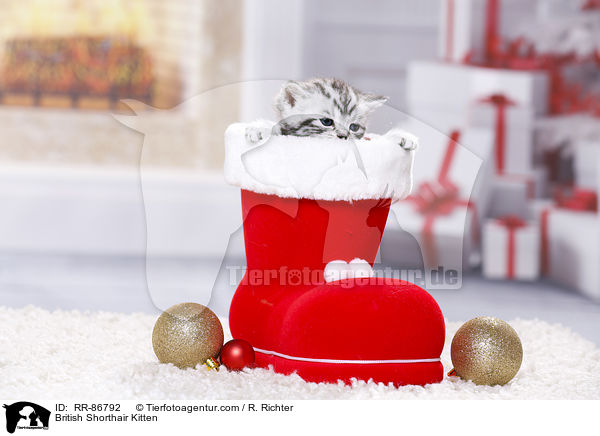 Britisch Kurzhaar K�tzchen / British Shorthair Kitten / RR-86792