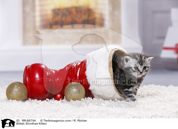 Britisch Kurzhaar Ktzchen / British Shorthair Kitten / RR-86794