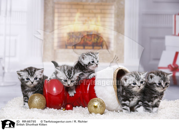 Britisch Kurzhaar Ktzchen / British Shorthair Kitten / RR-86795