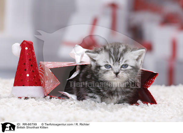 Britisch Kurzhaar Ktzchen / British Shorthair Kitten / RR-86799