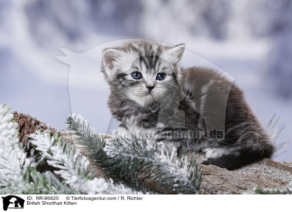 Britisch Kurzhaar Ktzchen / British Shorthair Kitten / RR-86820
