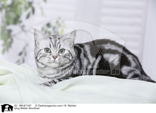 liegende Britisch Kurzhaar / lying British Shorthair / RR-87197
