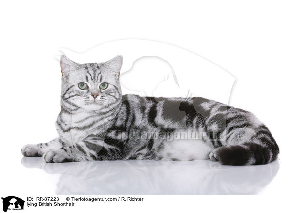liegende Britisch Kurzhaar / lying British Shorthair / RR-87223