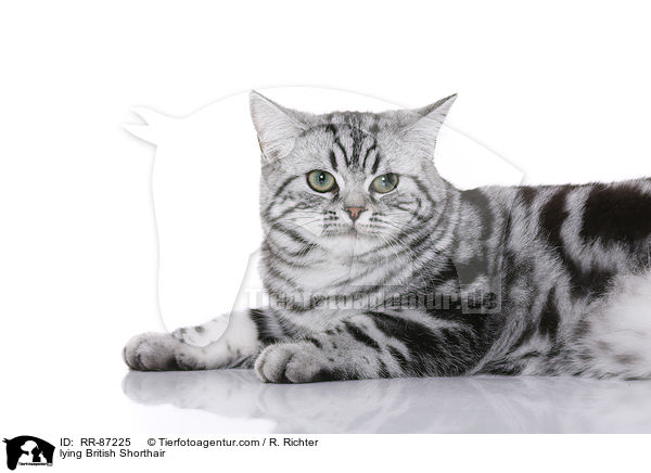 liegende Britisch Kurzhaar / lying British Shorthair / RR-87225