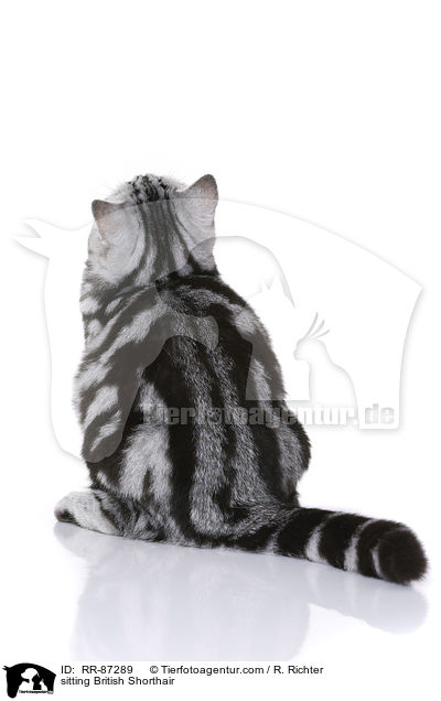 sitzende Britisch Kurzhaar / sitting British Shorthair / RR-87289