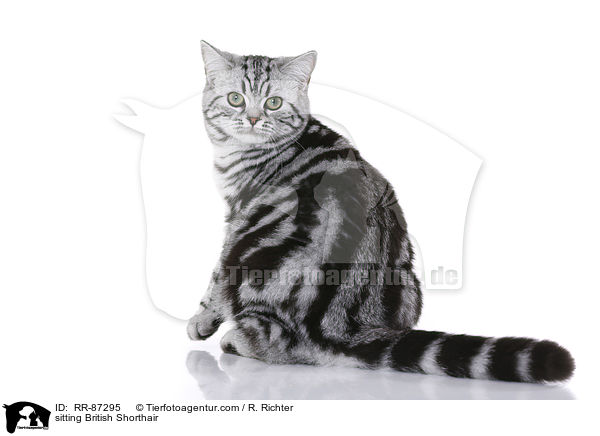 sitzende Britisch Kurzhaar / sitting British Shorthair / RR-87295