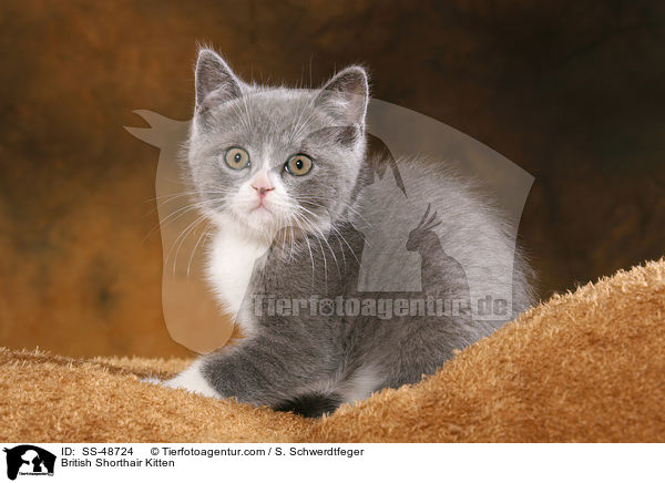 Britisch Kurzhaar Ktzchen / British Shorthair Kitten / SS-48724