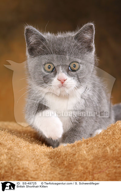 Britisch Kurzhaar Ktzchen / British Shorthair Kitten / SS-48725