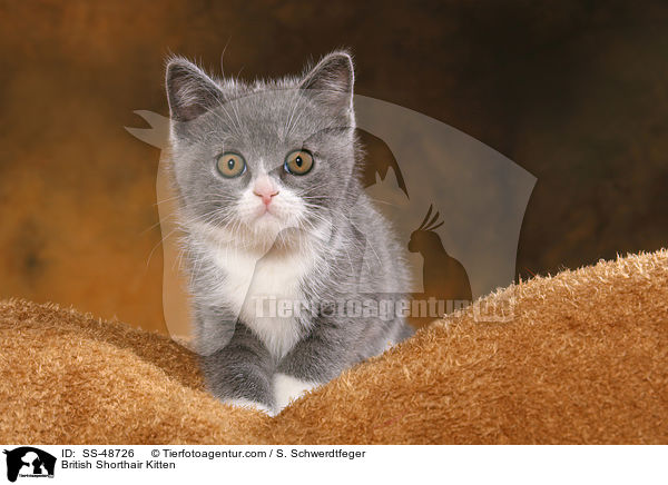 Britisch Kurzhaar Ktzchen / British Shorthair Kitten / SS-48726