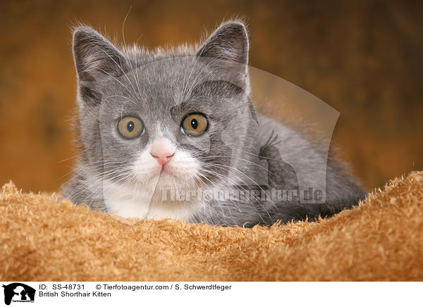 Britisch Kurzhaar Ktzchen / British Shorthair Kitten / SS-48731