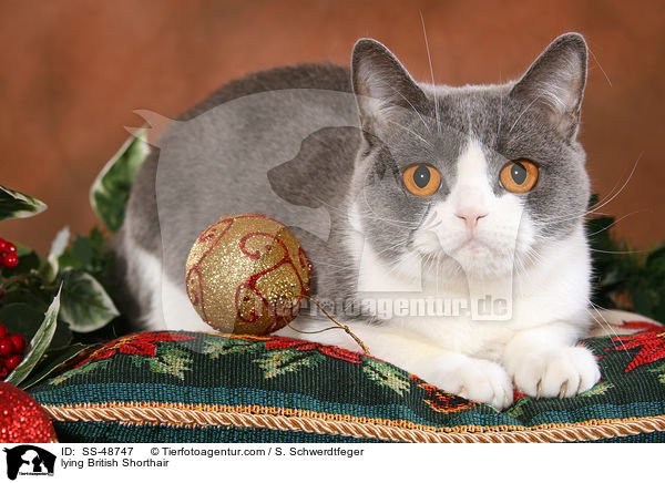 liegende Britisch Kurzhaar / lying British Shorthair / SS-48747