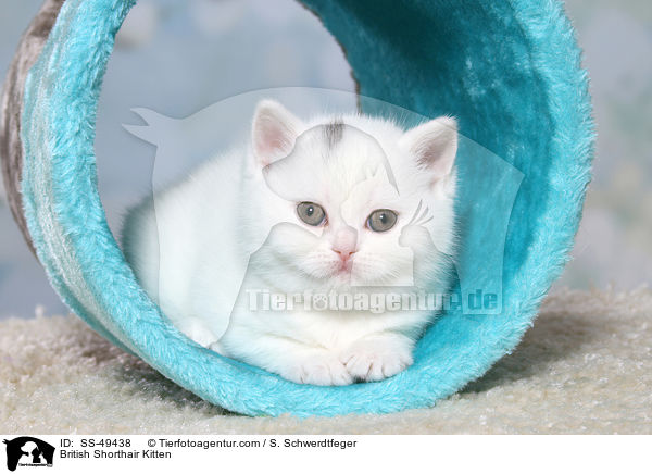 Britisch Kurzhaar K�tzchen / British Shorthair Kitten / SS-49438