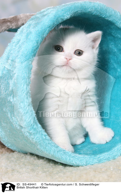 Britisch Kurzhaar Ktzchen / British Shorthair Kitten / SS-49441