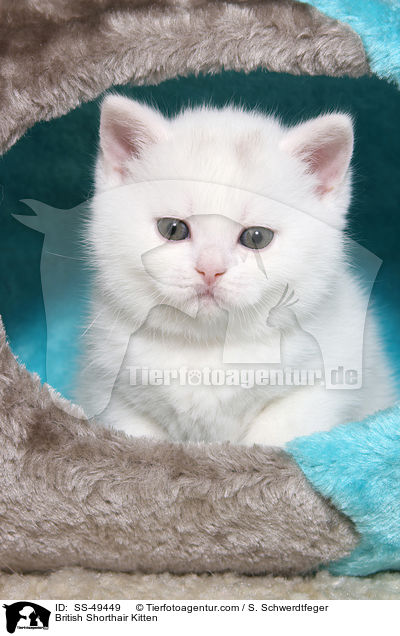 Britisch Kurzhaar Ktzchen / British Shorthair Kitten / SS-49449