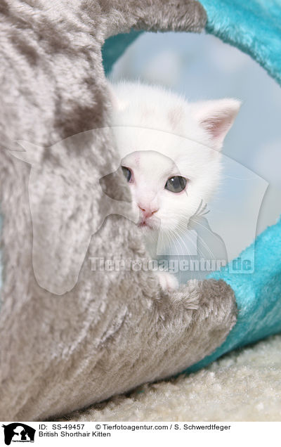 Britisch Kurzhaar K�tzchen / British Shorthair Kitten / SS-49457