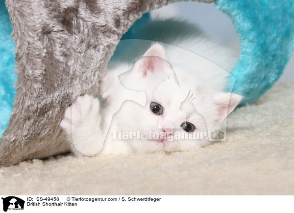 Britisch Kurzhaar K�tzchen / British Shorthair Kitten / SS-49458
