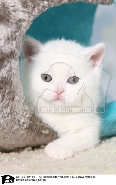 Britisch Kurzhaar Ktzchen / British Shorthair Kitten / SS-49465