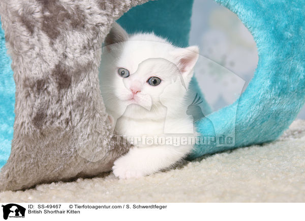 Britisch Kurzhaar Ktzchen / British Shorthair Kitten / SS-49467