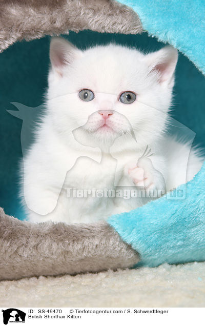Britisch Kurzhaar K�tzchen / British Shorthair Kitten / SS-49470