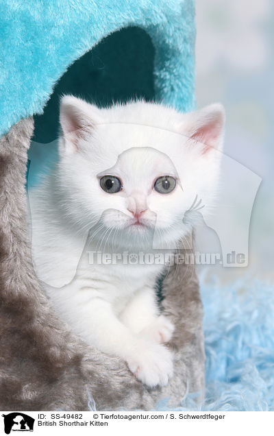 Britisch Kurzhaar Ktzchen / British Shorthair Kitten / SS-49482