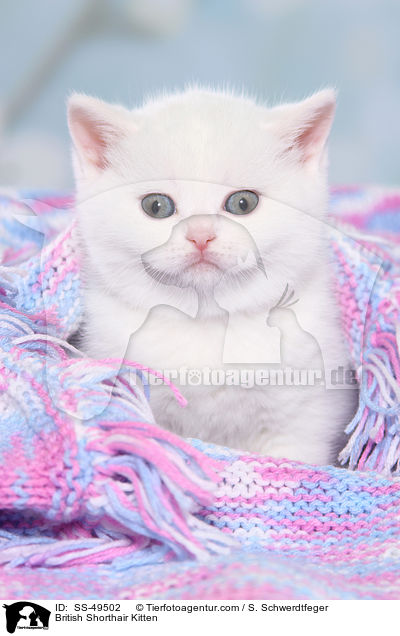 Britisch Kurzhaar Ktzchen / British Shorthair Kitten / SS-49502