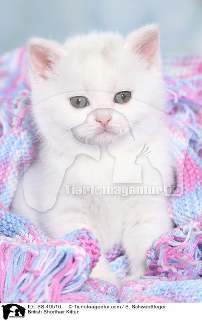 Britisch Kurzhaar Ktzchen / British Shorthair Kitten / SS-49510