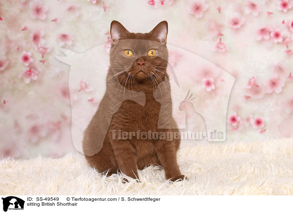 sitzende Britisch Kurzhaar / sitting British Shorthair / SS-49549