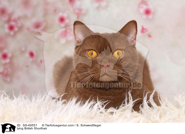 liegende Britisch Kurzhaar / lying British Shorthair / SS-49551