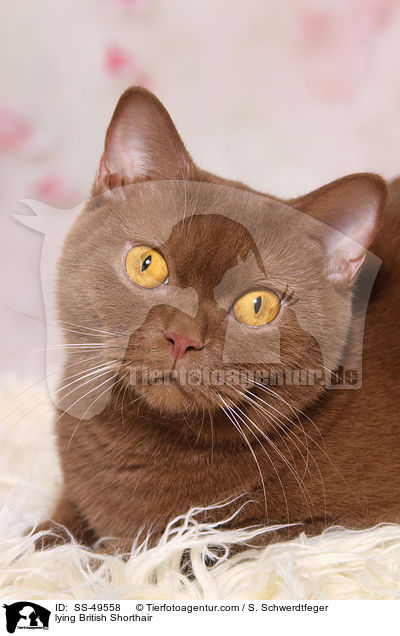 liegende Britisch Kurzhaar / lying British Shorthair / SS-49558
