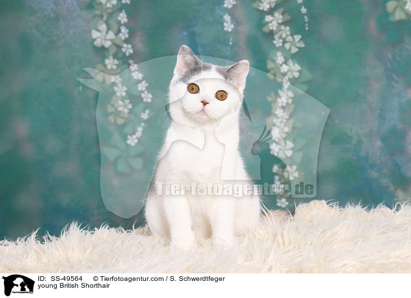 young British Shorthair / SS-49564