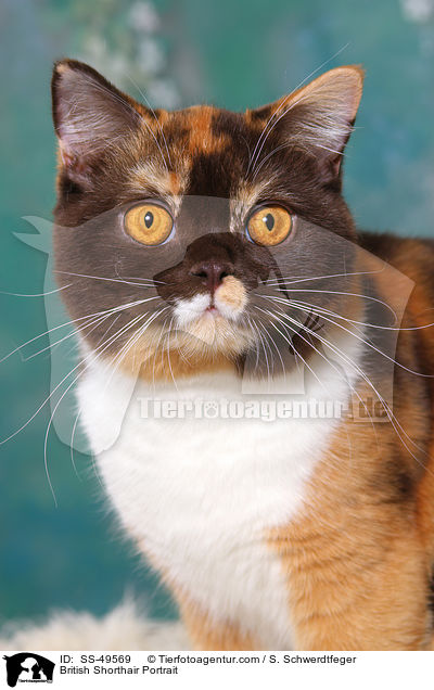 British Shorthair Portrait / SS-49569