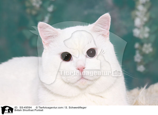 Britisch Kurzhaar Portrait / British Shorthair Portrait / SS-49594