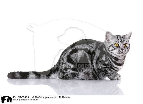 junge Britisch Kurzhaar / young British Shorthair / RR-87485