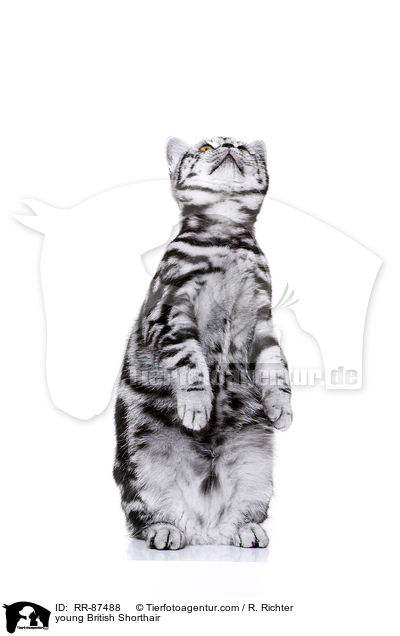 junge Britisch Kurzhaar / young British Shorthair / RR-87488