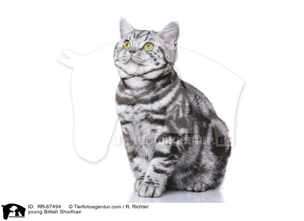 junge Britisch Kurzhaar / young British Shorthair / RR-87494