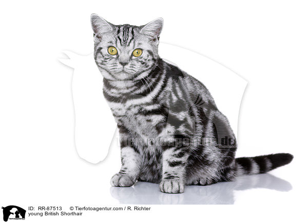 junge Britisch Kurzhaar / young British Shorthair / RR-87513