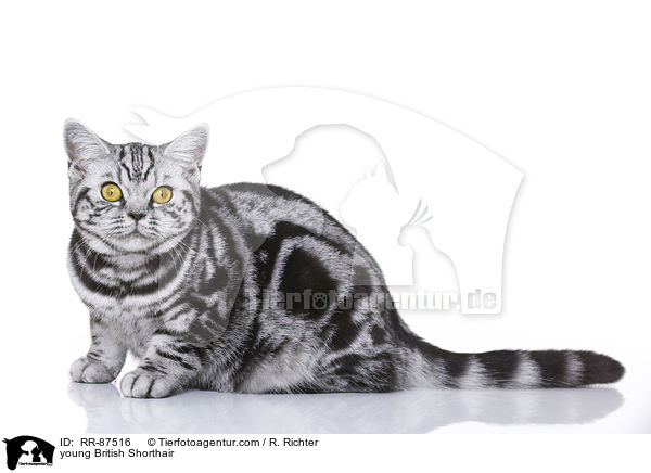 junge Britisch Kurzhaar / young British Shorthair / RR-87516