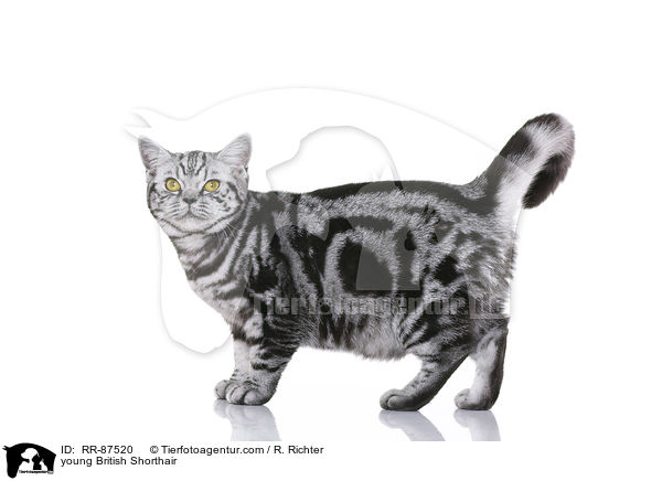 junge Britisch Kurzhaar / young British Shorthair / RR-87520
