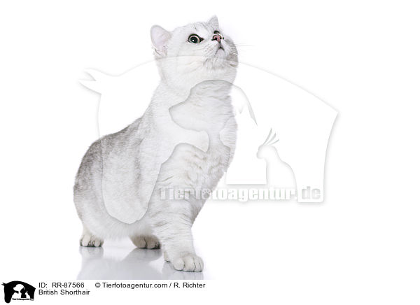 Britisch Kurzhaar / British Shorthair / RR-87566