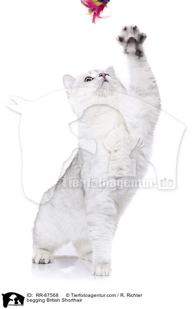 Britisch Kurzhaar macht Mnnchen / begging British Shorthair / RR-87568